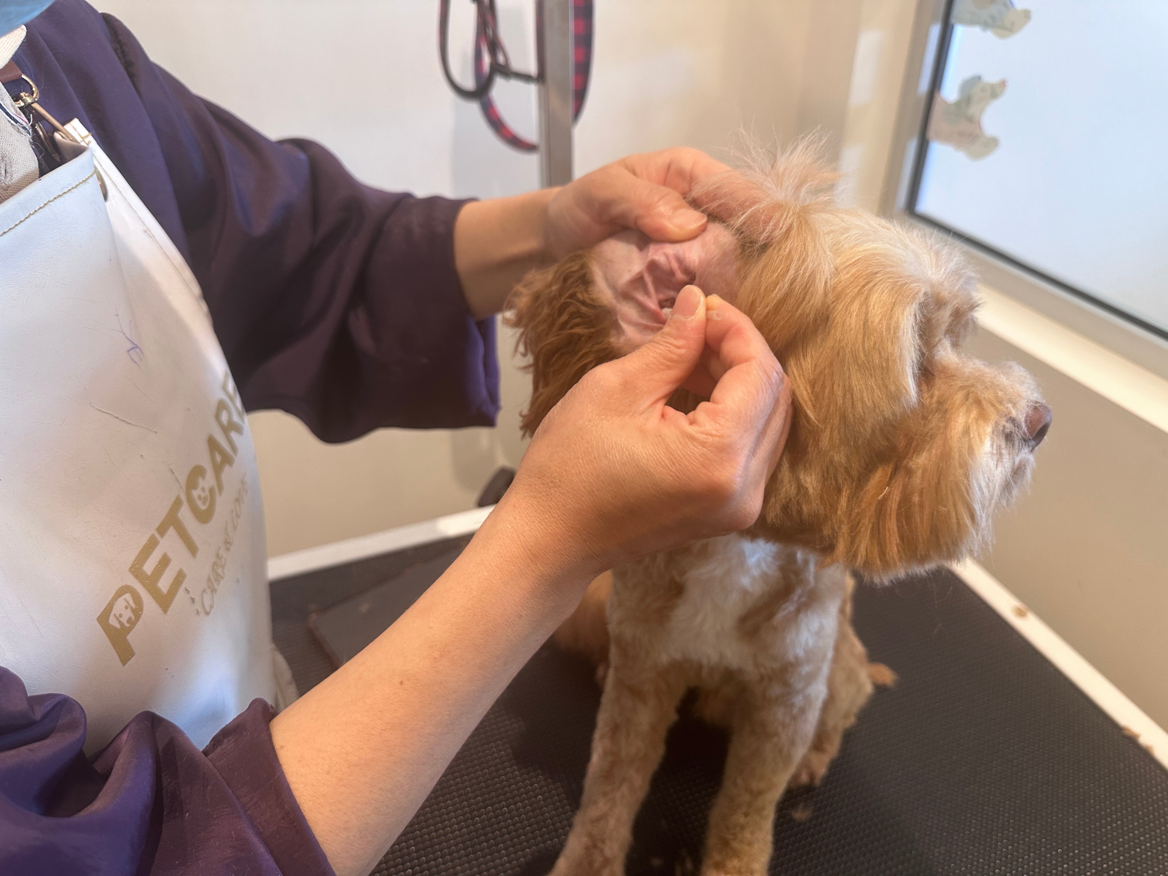 Dog and Cat Ear Cleaning Guide: How to Prevent Ear Mites and Infections | Pet Grooming in Auckland
