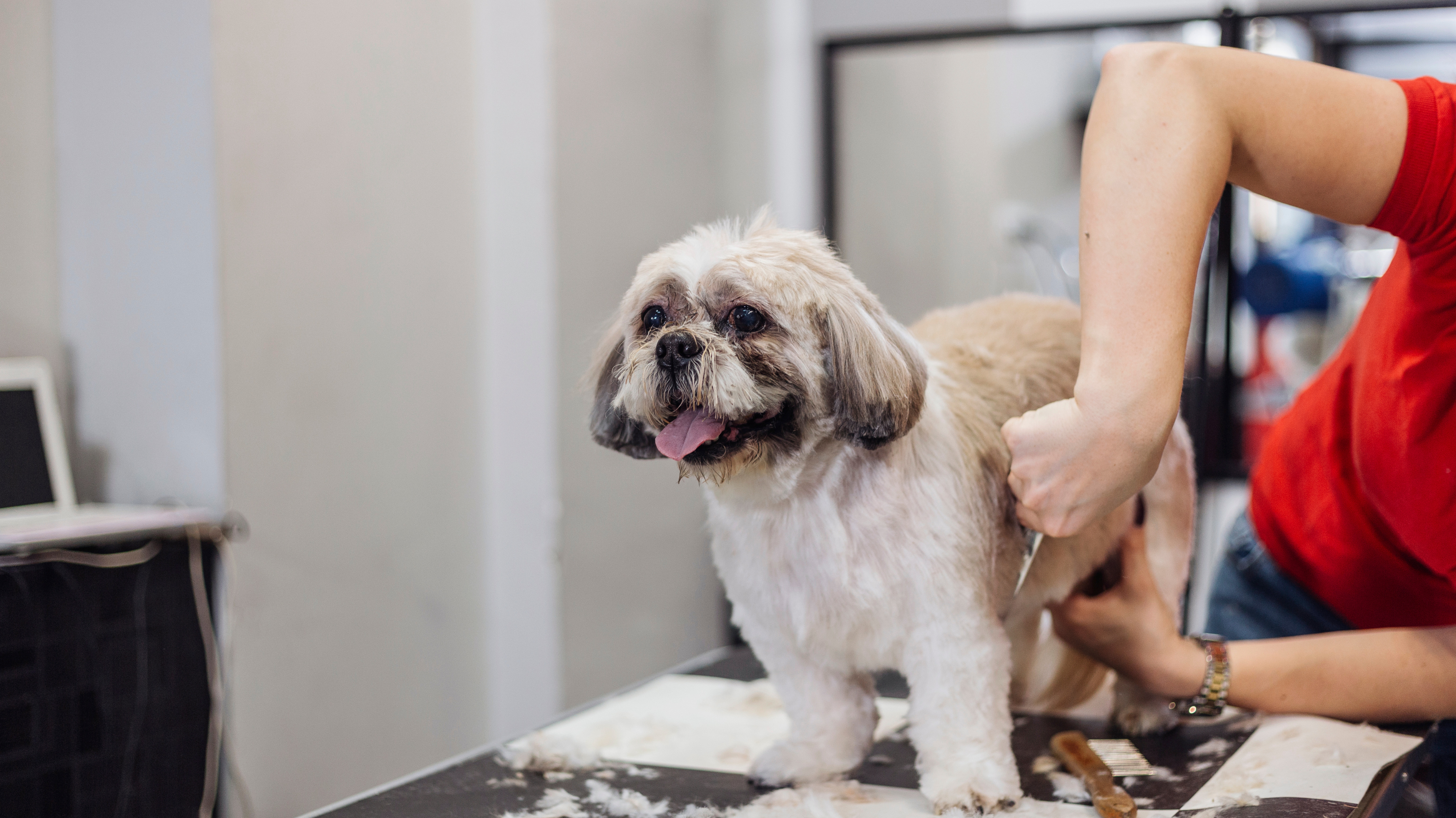 HOW REGULAR GROOMING CAN HELP YOUR PET’S HEALTH? The True Benefits of Pet Grooming for Cats and Dogs