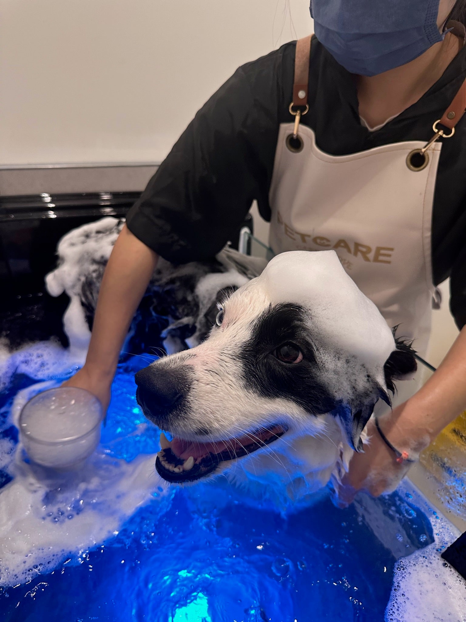 Petcare Kiwi Shop & Grooming