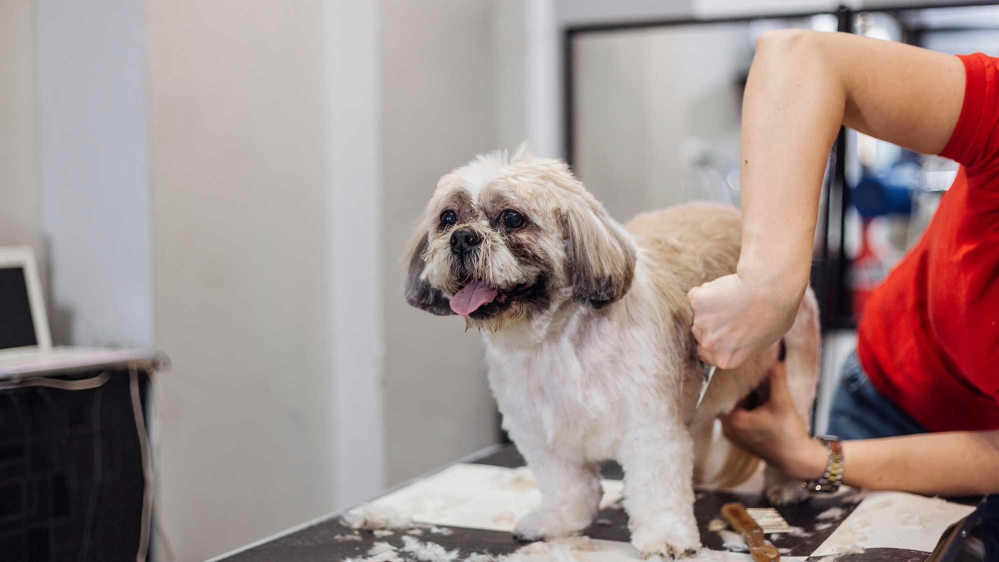 HOW REGULAR GROOMING CAN HELP YOUR PET’S HEALTH？ The True Benefits of Pet Grooming for Cats and Dogs