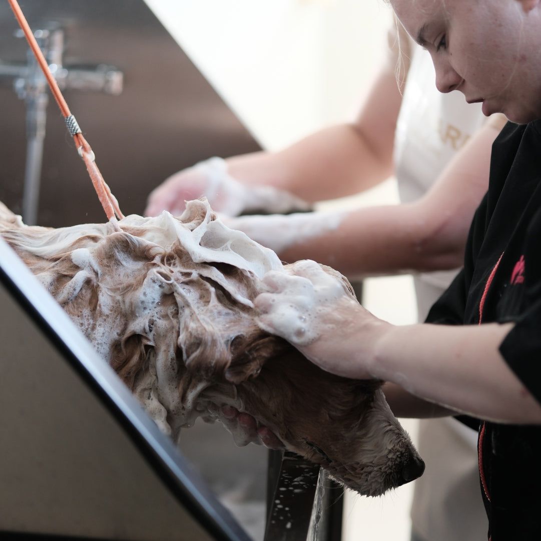 🐾 What Is Coat Color Restoration? A Complete Guide for Pet Owners