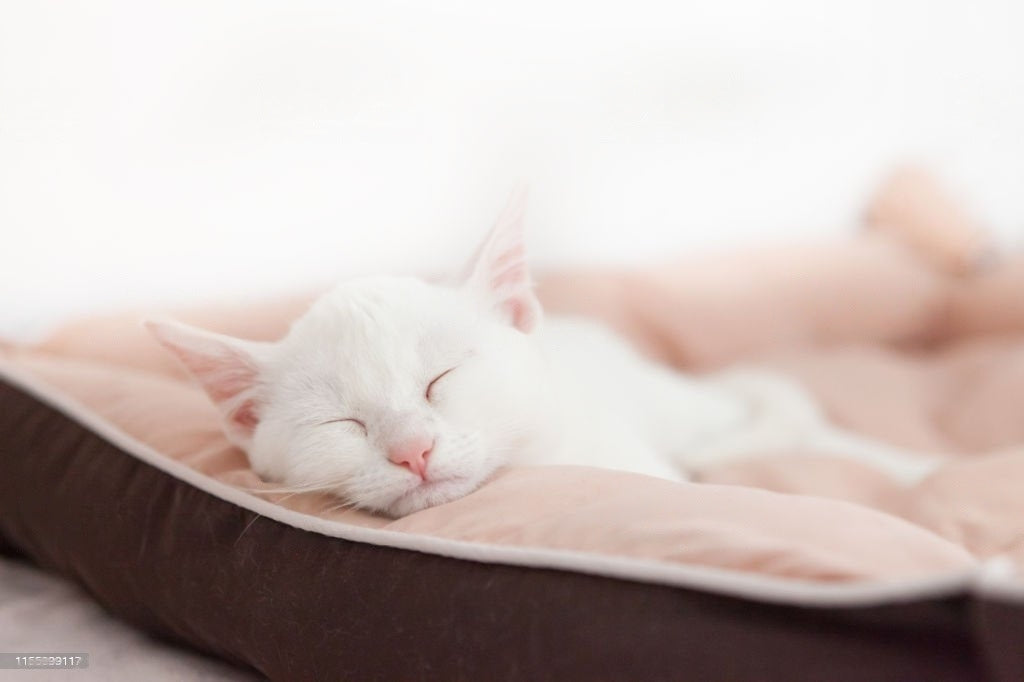 Shopping Guide for the Best Cat Bed