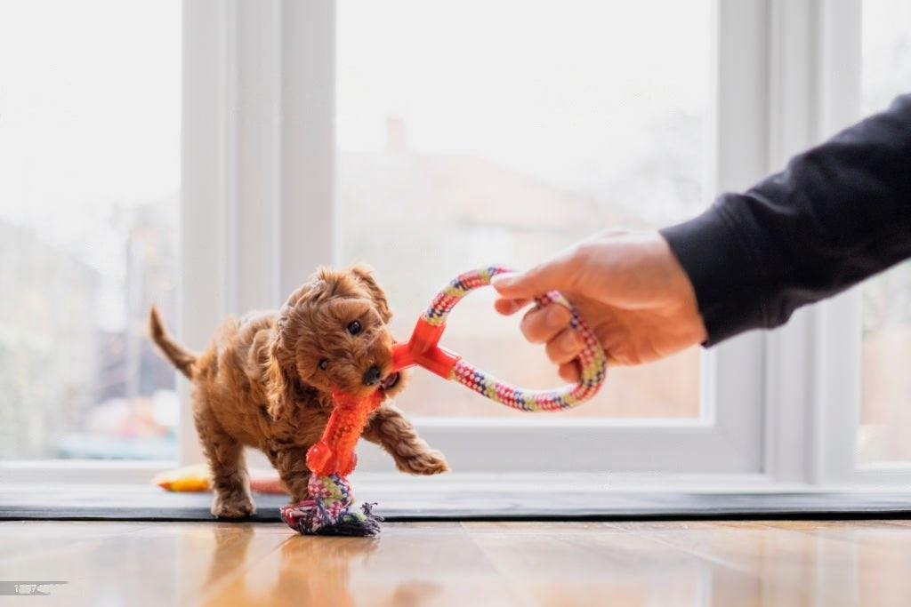 Why Do You Need to Purchase a Dog Toy Today?