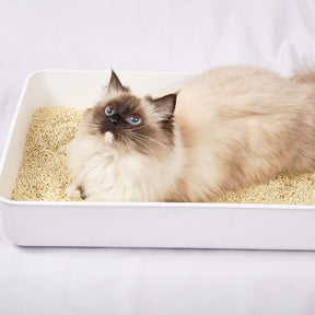 PETCARE-Deodorant Tofu Cat Litter