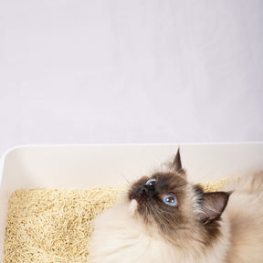 PETCARE-Deodorant Tofu Cat Litter