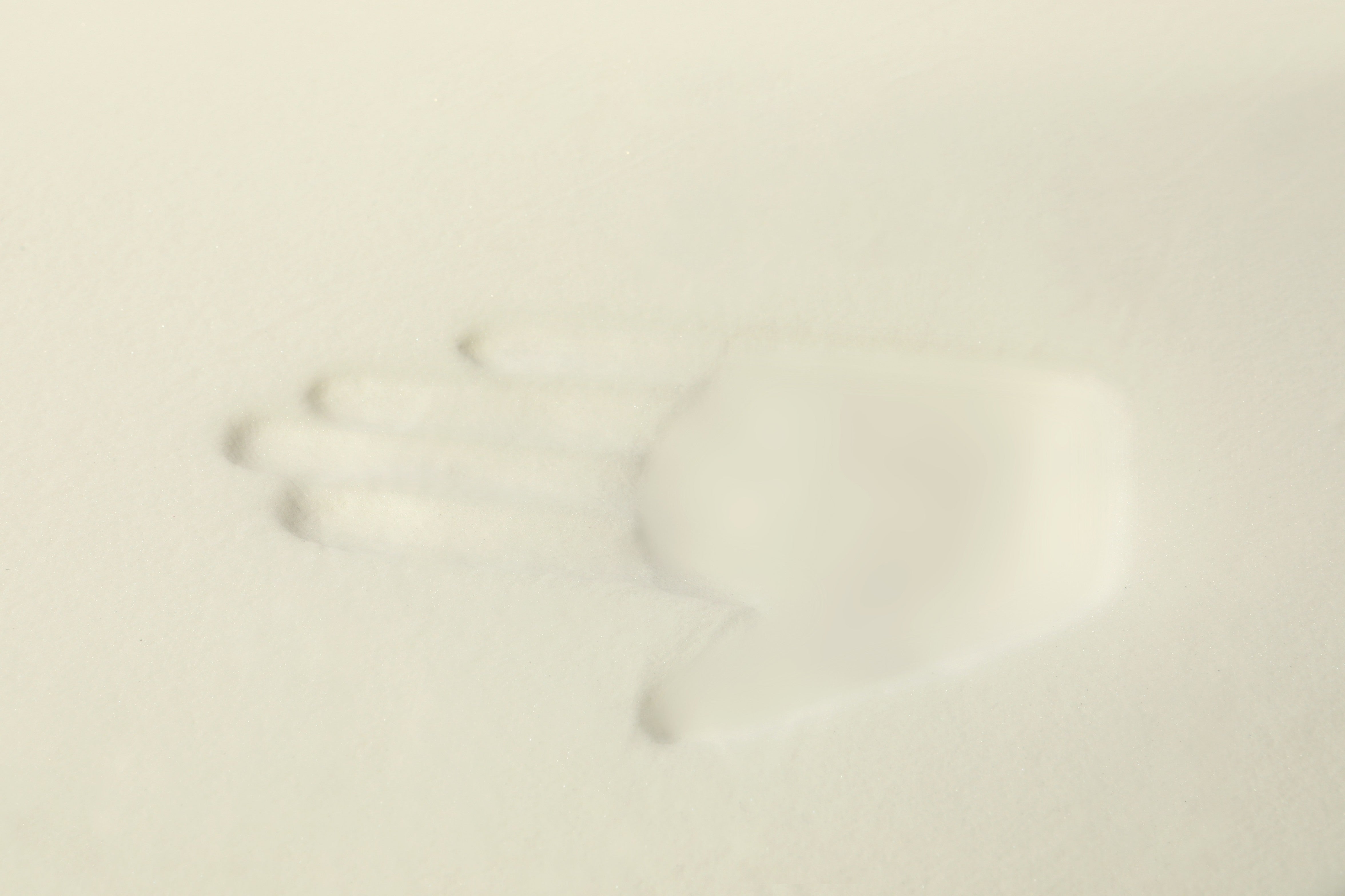 VETRESKA Santa Paws Cushion | VETRESKA PRT BED