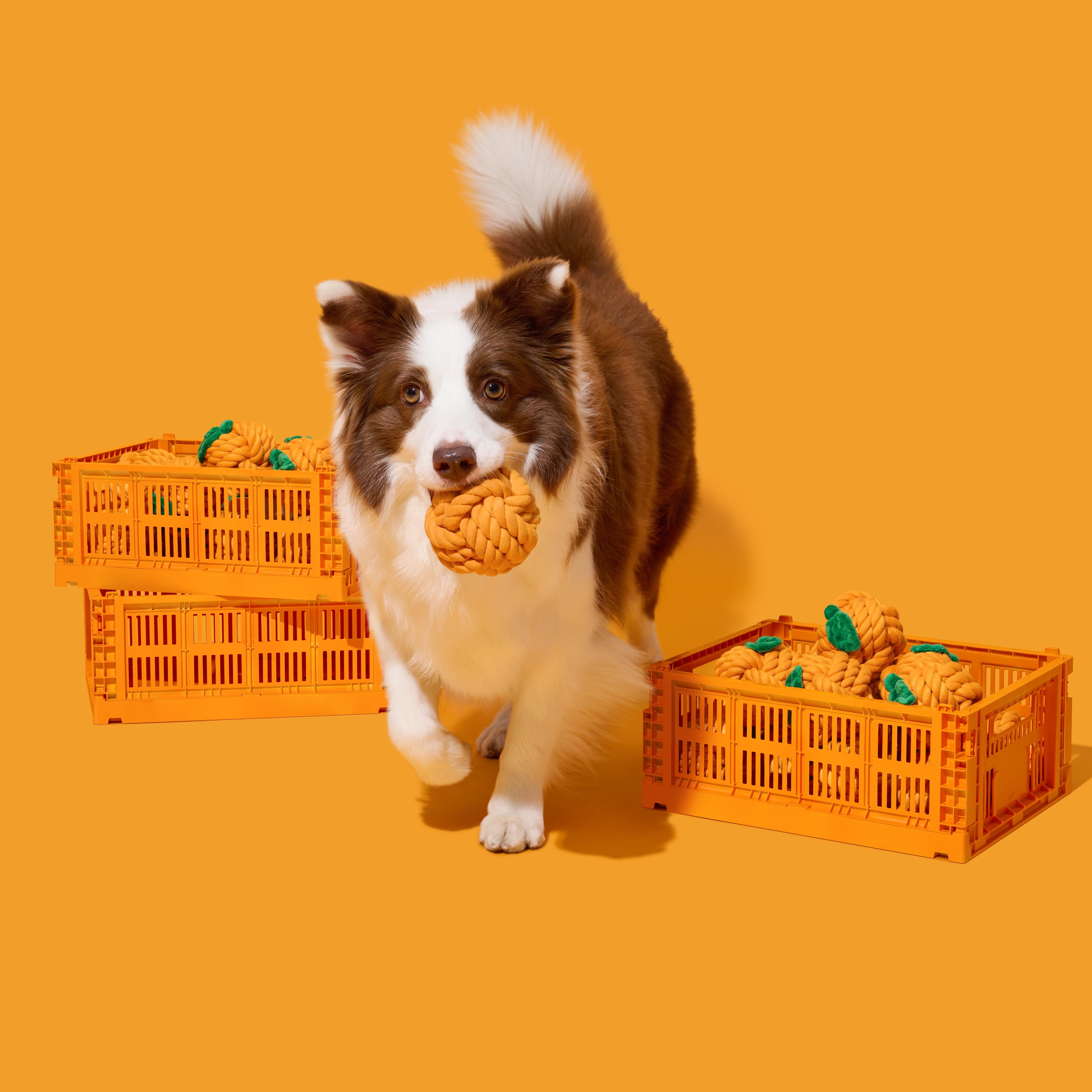 DOG TOY｜KNOT ROPE｜VETRESKA TANGERINE KNOT ROPE TOY
